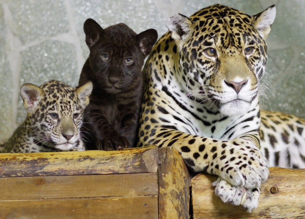 Школьники Ленинградской области могут начать учебный год с бесплатного посещения зоопарка